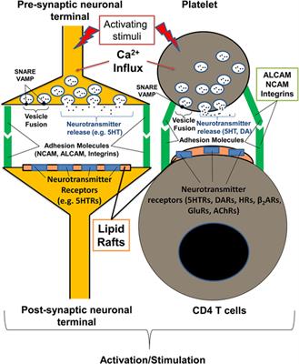 Fresh Evidence for Platelets as Neuronal and Innate Immune Cells: Their Role in the Activation, Differentiation, and Deactivation of Th1, Th17, and Tregs during Tissue Inflammation